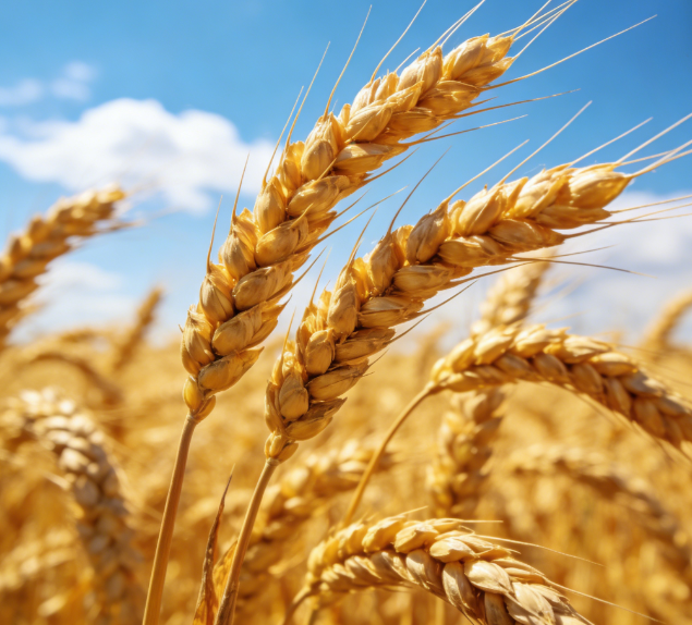 基层粮站缺专业设备？LD-LZ1荧光定量检测仪操作简单易上手